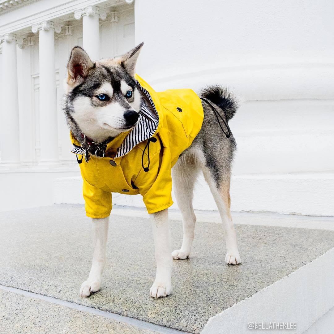 Raincoat Pet Clothes