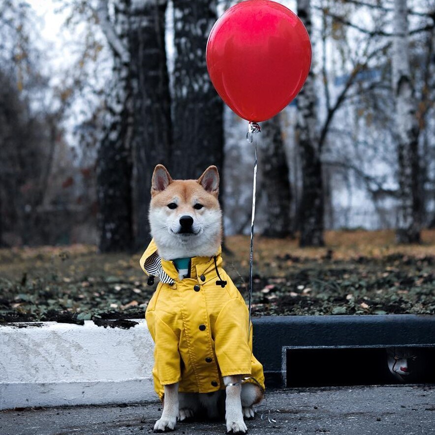 Raincoat Pet Clothes