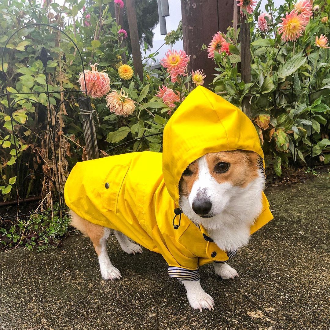 Raincoat Pet Clothes