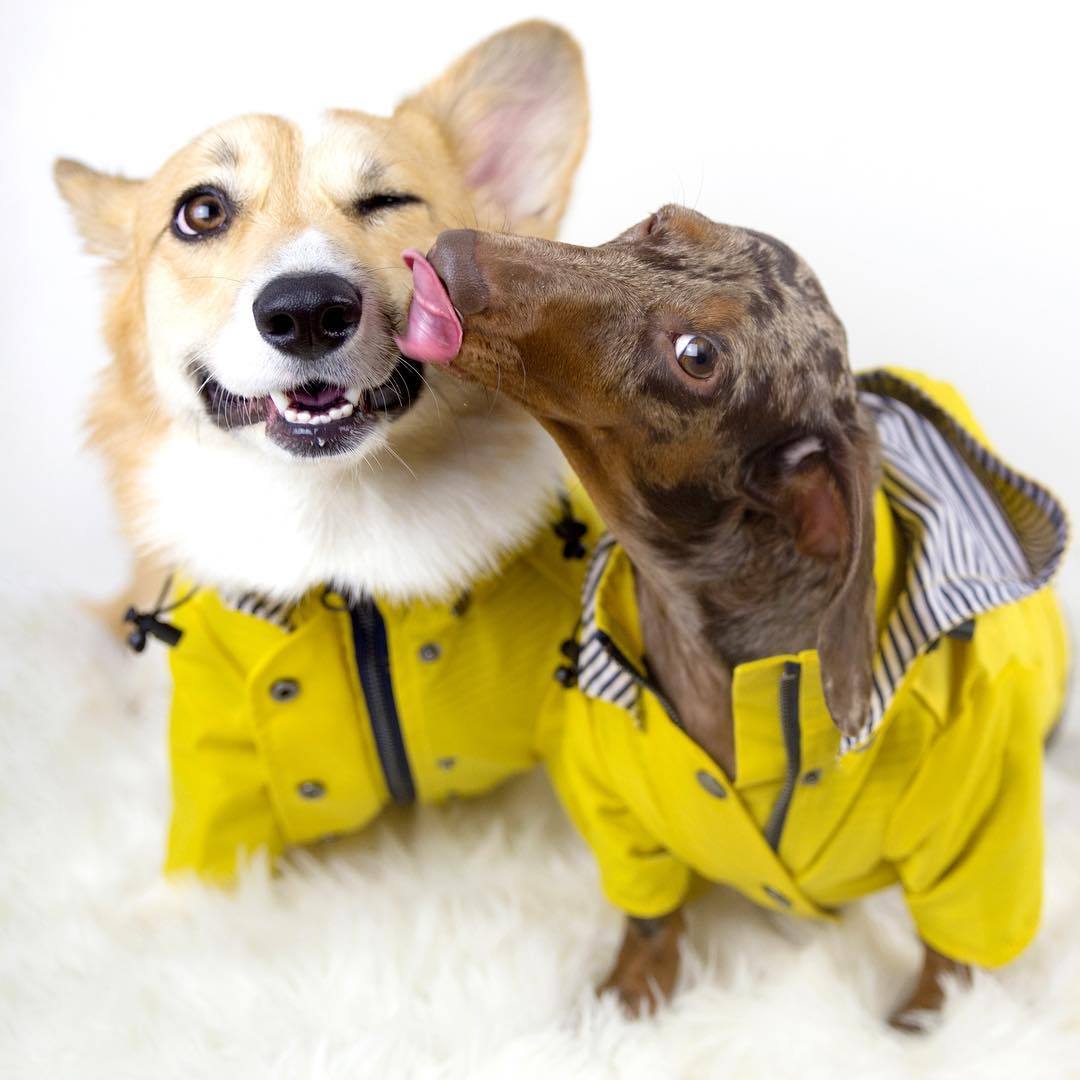 Raincoat Pet Clothes