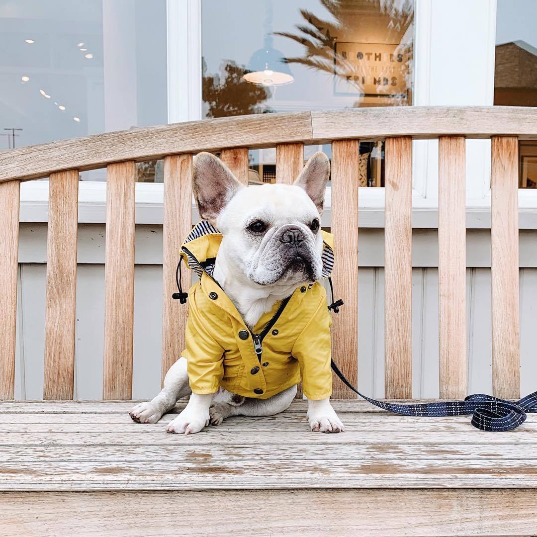 Raincoat Pet Clothes